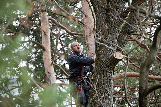 Professional Tree Services in Ferndale, MD